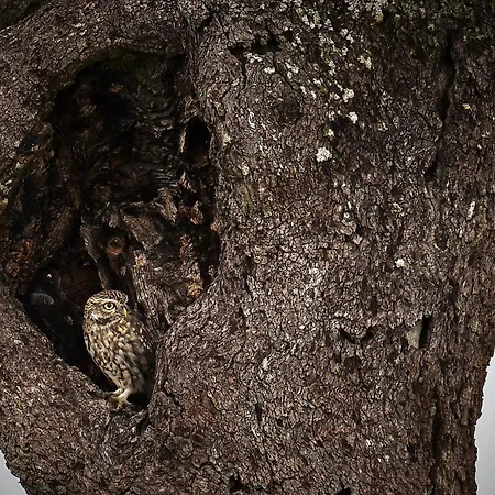 La Casina De Palacio 別荘 Galisteo