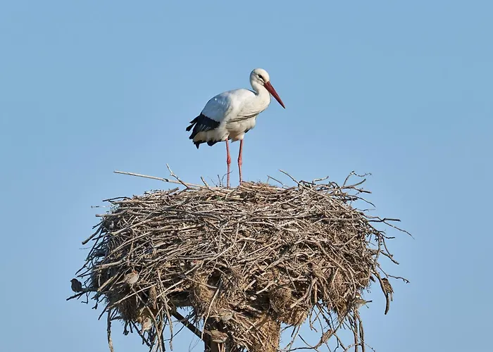 La Casina De Palacio * Galisteo