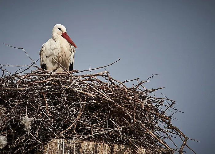 La Casina De Palacio *