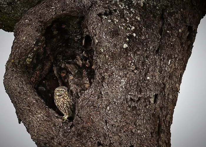 La Casina De Palacio 別荘 Galisteo